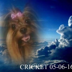 160506 Cricket