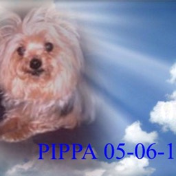 160506 Pippa