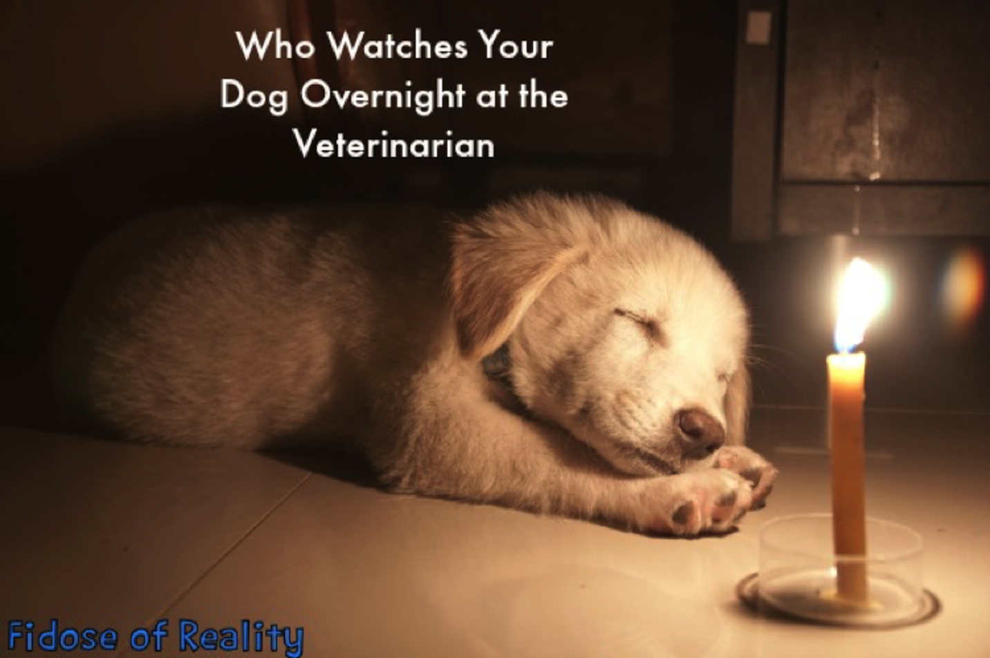 Is It Ok To Leave Dogs Alone Overnight