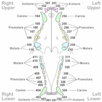 diagram baby teeth development