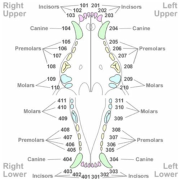 Puppy Teething Age Chart