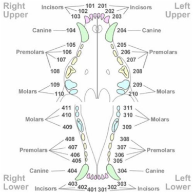 Puppy Deciduous Teeth Chart