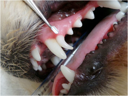 Canine Puppy Teeth Chart