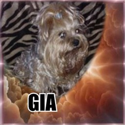 Gia