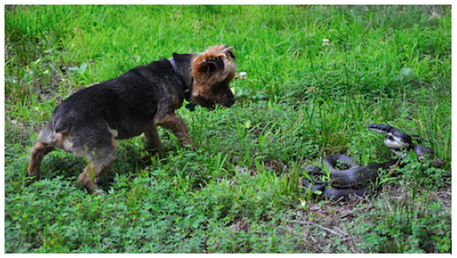 benadryl snake bite dog